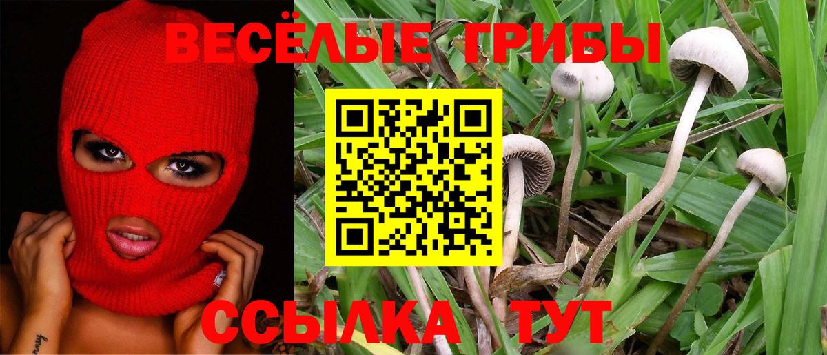Псилоцибиновые грибы Psilocybine cubensis  купить наркотики цена  Вход с VPN  Шуя  Галлюциногенные грибы Cubensis 